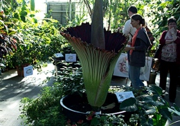 The Titan Arum plant named "Woody" blooms May 14 at OSU's Biological Sciences greenhouse.