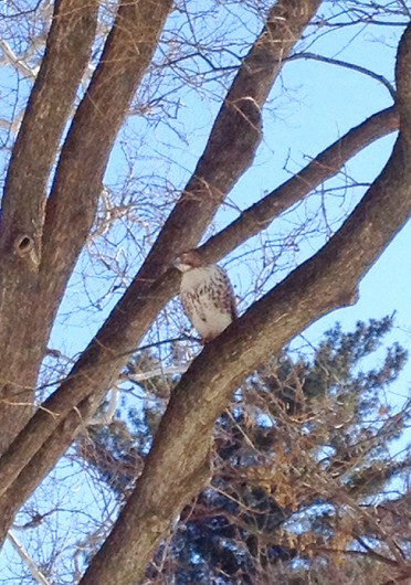 A red-tailed hawk perches on a tree on the Oval. Credit: Lee Mcclory / Lantern reporter