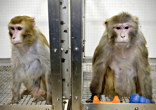 Canto, a 25-year-old Rhesus monkey, left, and Owen, a 26-year-old male Rhesus monkey, at the Wisconsin National Primate Research Center April 10, 2006. Credit: Courtesy of MCT