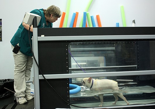 Veterinary assistant Marcella Kimmick helps Moki, a 3-year-old French bulldog, use an underwater treadmill to help him regain strength in his back legs. Credit: Logan Hickman / Lantern photographer