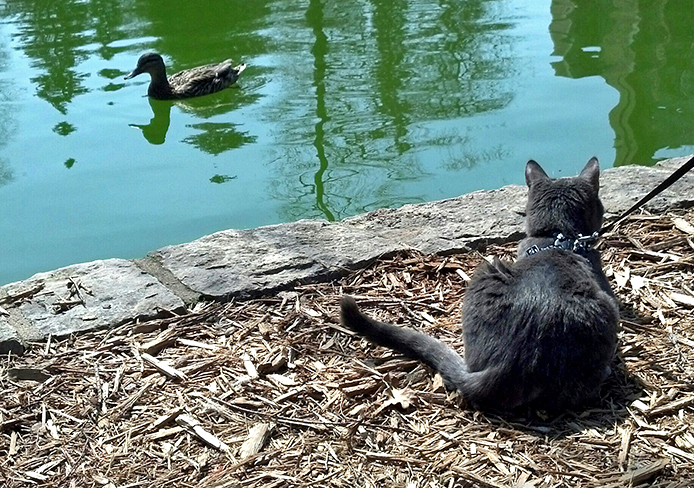 Donut, an adopted cat, sits near Mirror Lake on OSU's campus.