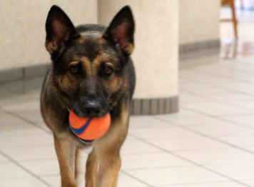 Rita is a German Shepard and the newest member of University Police. She specializes in sniffing out explosive odors. Credit: Chelsea Spears / Multimedia editor
