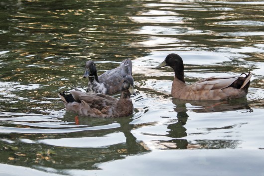 Ducks swim in Mirror Lake Oct. 14. Credit: Brandon Merriman / Lantern photographer