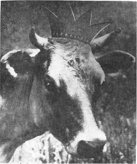 Maudine Ormsby, a Holstein cow that gained fame by winning the title of OSU Homecoming Queen in the Fall of 1926, is featured in a May 9, 1952 edition of The Lantern. Credit: Lantern digital archives 