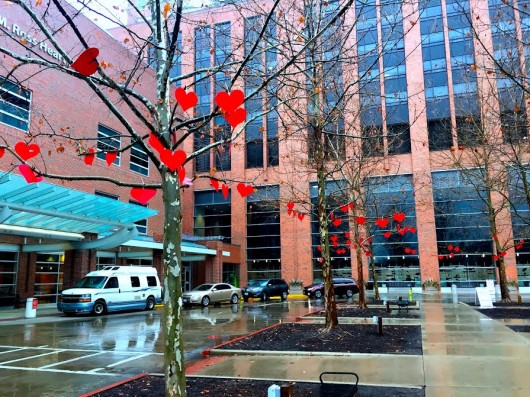 Red hearts will hang on the branches of trees outside of the Ross Heart Hospital throughout the month of February  in celebration of American Heart Month. Credit: Alaina Bartel / Lantern reporter