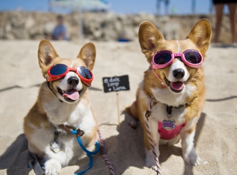 Dale and Luna are ready for a day of fun in the sun during the Southern California Corgi Beach Day in Huntington Beach. The duo, owned by Siu Lee, have more than 11,000 social media followers. Credit: Courtesy of TNS