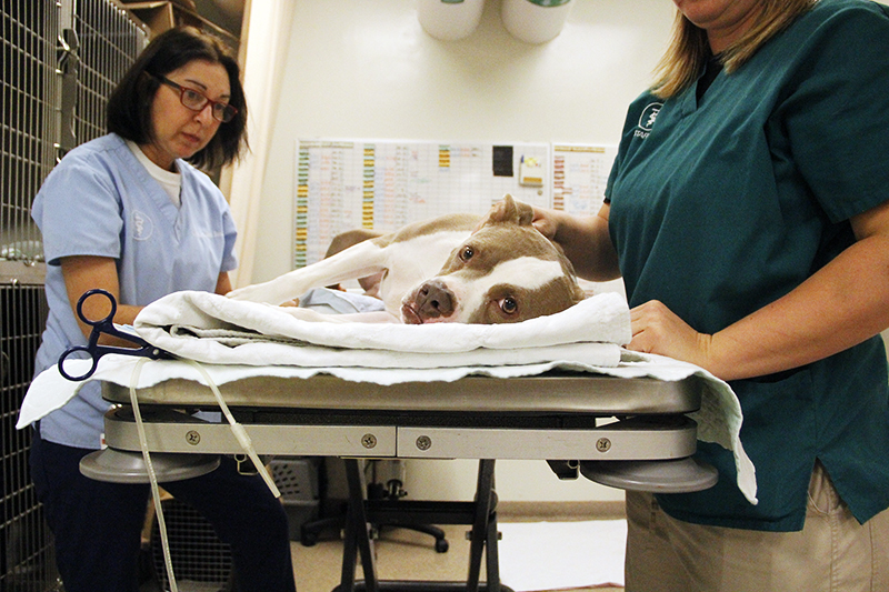 Vinny, a pitbull, is prep’d to give blood on Sept. 16 at the Hospital of Companion Animals.  Credit: Francis Pellicciaro / Asst. Multimedia Editor