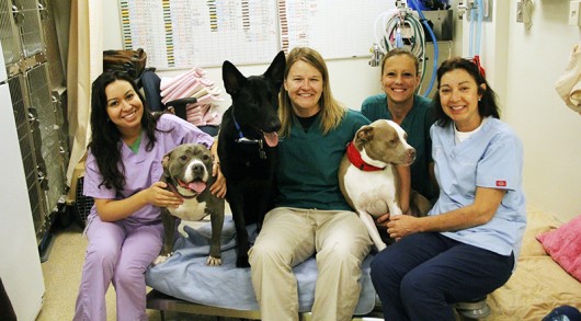Workers at the Hospital of Companion Animals and some of the dogs who gave blood pose for a picture on Sept. 16. Credit: Francis Pellicciaro / Asst. Multimedia Editor