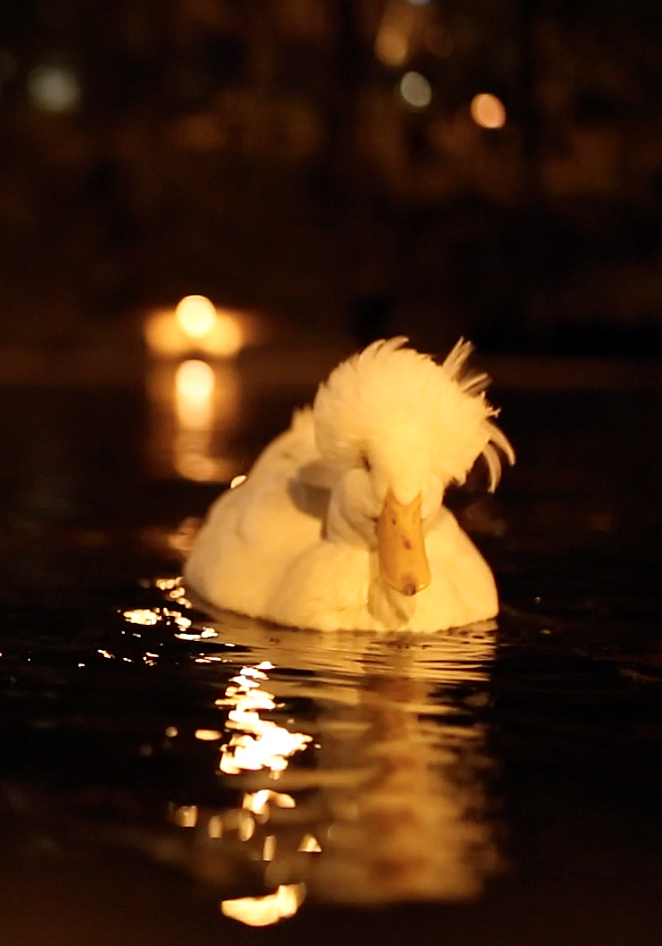 The popular Mirror Lake “Afro Duck” swims around on Nov. 17 at South Oval. Credit: Samantha Hollingshead | Photo Editor