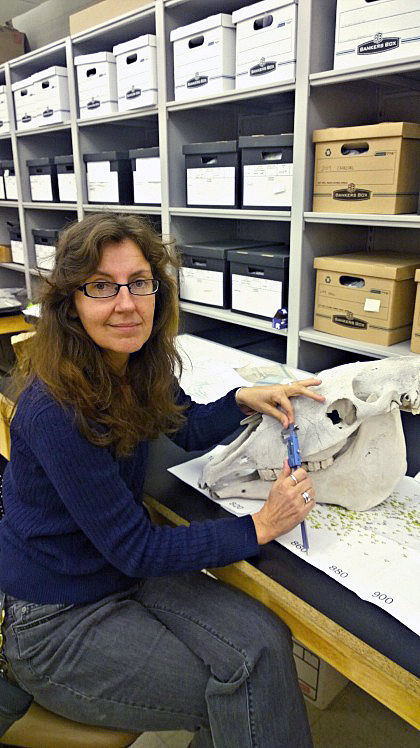 Jules Angel measuring a horse skull in an archeology lab in Smith Laboratory. Credit: Carlee Frank | Lantern Reporter