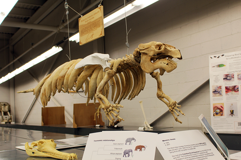 A manatee skeleton that was collected from the Columbus Zoo hangs in the tetrapod collection at the Museum of Biological Diversity. Credit: Leah McClure | Senior Lantern reporter 